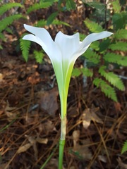 Zephyranthes atamasco