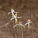 Caladenia varians - Photo (c) Keith Martin-Smith, algunos derechos reservados (CC BY-NC-ND), subido por Keith Martin-Smith