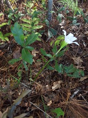 Zephyranthes atamasco