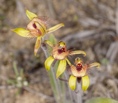Caladenia discoidea