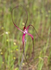 Caladenia footeana