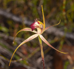 Caladenia decora