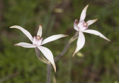 Caladenia hirta