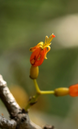 Macrosolen cochinchinensis, photograph 1
