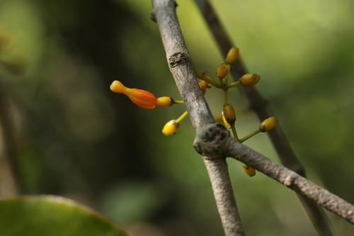 Macrosolen cochinchinensis, photograph 2