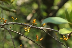 author not stated, no rights reserved Macrosolen cochinchinensis, photograph author not stated, no rights reserved