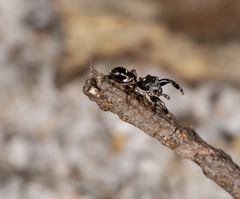 Damoetas