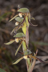 Lyperanthus serratus