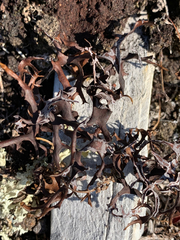 Masonhalea richardsonii