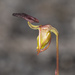 Flying Duck Orchid - Photo (c) Keith Martin-Smith, some rights reserved (CC BY-NC-SA), uploaded by Keith Martin-Smith