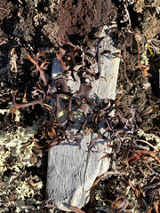 Masonhalea richardsonii