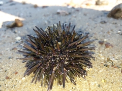 Heliocidaris