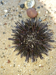Heliocidaris