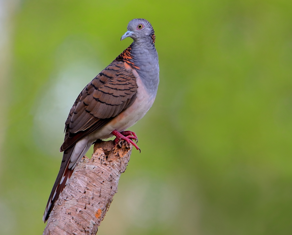 Australasian Doves
