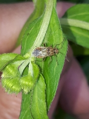 Rhopalus parumpunctatus