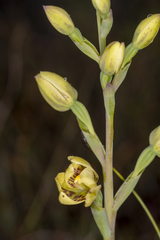Thelymitra villosa