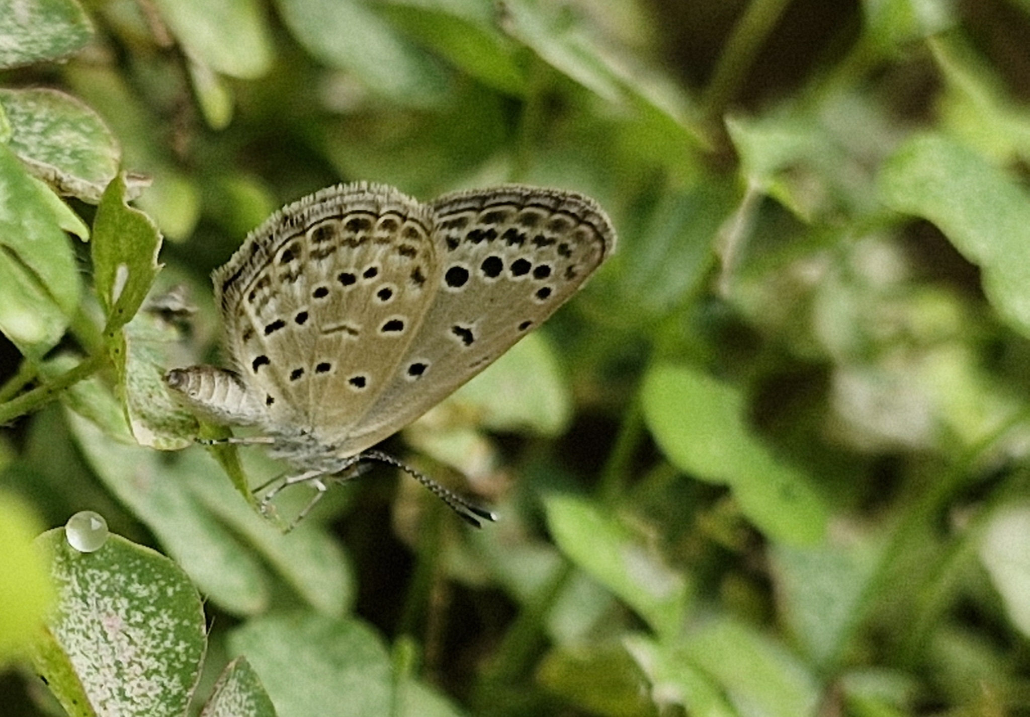 Pale Grass Blue