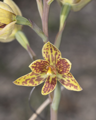 Thelymitra villosa