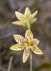 Thelymitra villosa