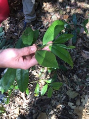 Eupomatia laurina