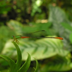 Ceriagrion cerinorubellum