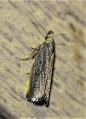 Macrochilo orciferalis