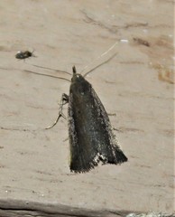 Macrochilo orciferalis