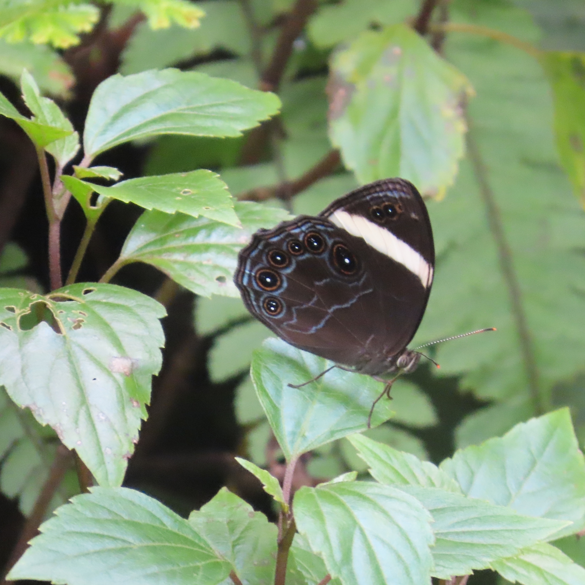 Straight-Banded Treebrown