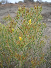 Mentzelia memorabalis