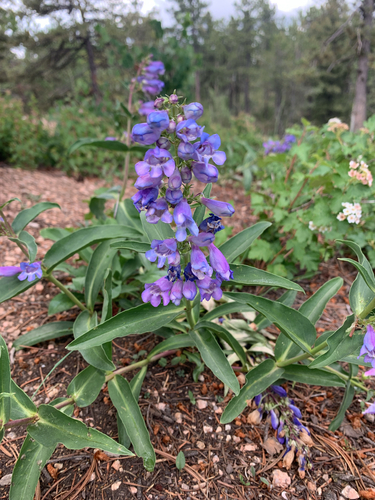 Penstemon glaber