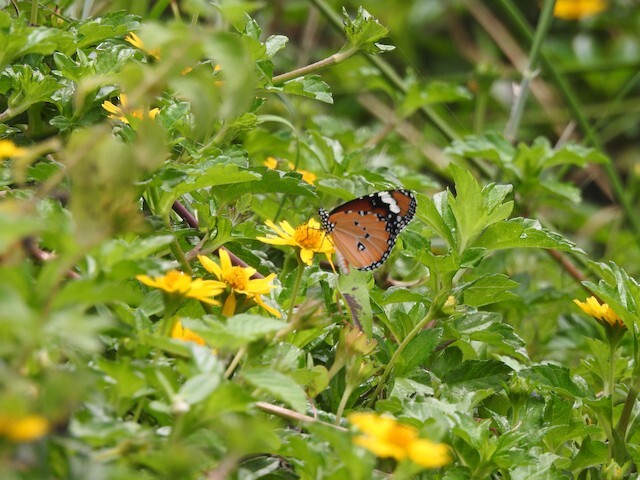 Plain Tiger