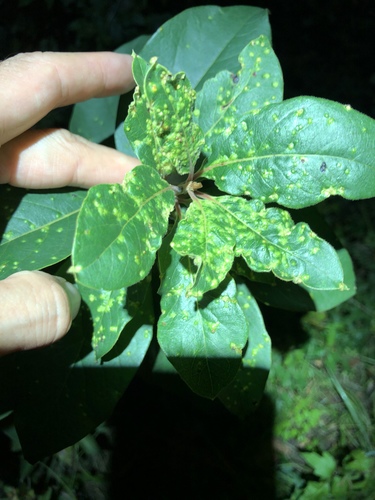 persimmon leaf blister gall