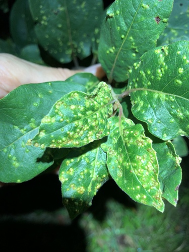 persimmon leaf blister gall
