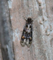 Stenoptinea auriferella