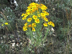 Hymenoxys subintegra