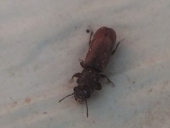 Trogoxylon parallelipipedum