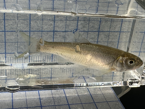 Taiwan torrent carp (Opsariichthys pachycephalus) — Cyprinidae — 4