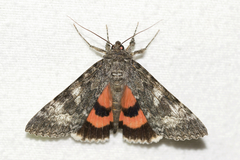 Catocala briseis