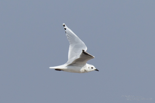 Saunders’s Gull｜黑嘴鸥 参考照片