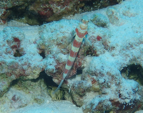 Gorgeous Shrimpgoby — seen at this dive site