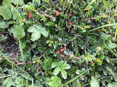 Cotoneaster adpressus, photograph 王天, CC BY, iNaturalist via GBIF