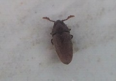 Trixagus chevrolati