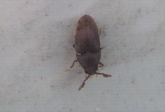 Trixagus chevrolati