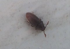 Trixagus chevrolati