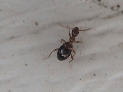 Acanthinus scitulus