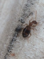 Acanthinus scitulus