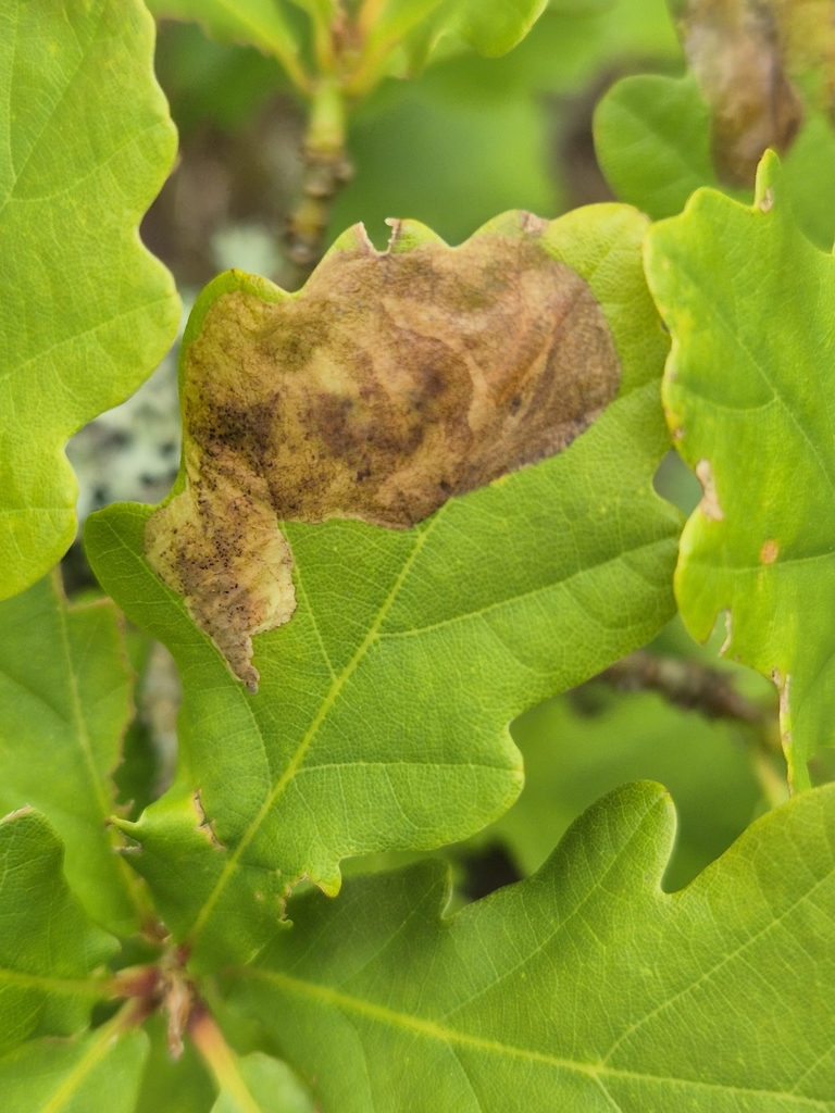 Oak Mining Sawfly