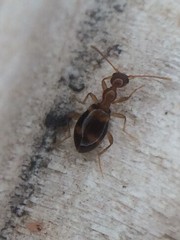 Acanthinus scitulus