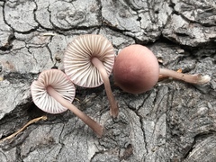 Mycena bulliformis