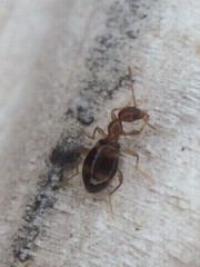 Acanthinus scitulus